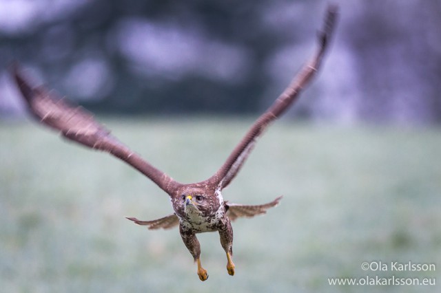 PHEASANT & RED KITES