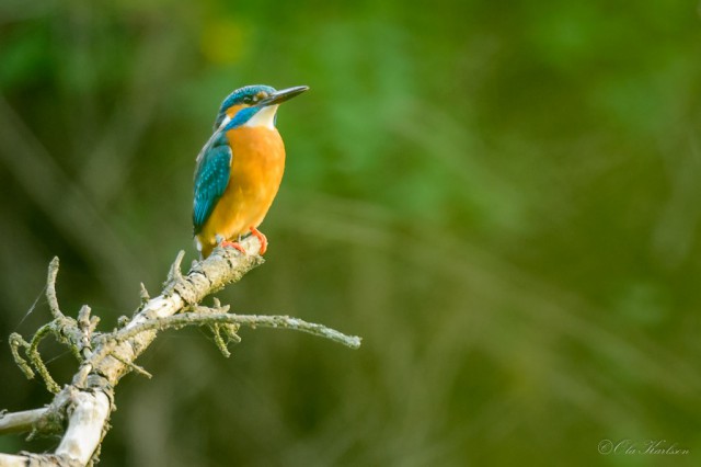 KINGFISHER